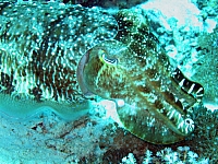 IMG_4687a.jpg
